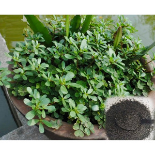 Hạt giống rau sam đất dinh dưỡng cao gói 0,5g