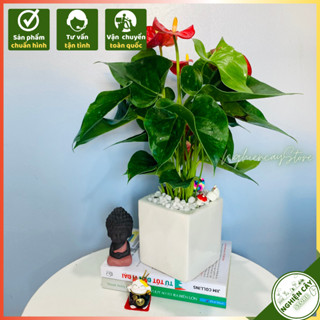 Cây hồng môn đỏ để bàn siêu hoa lọc không khí, làm quà tặng bền lâu