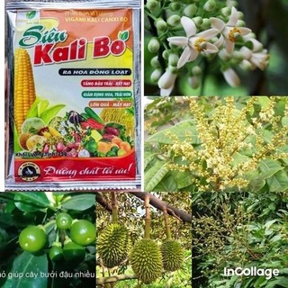 Siêu ra hoa đậu quả bật mầm mập hoa-sai quả