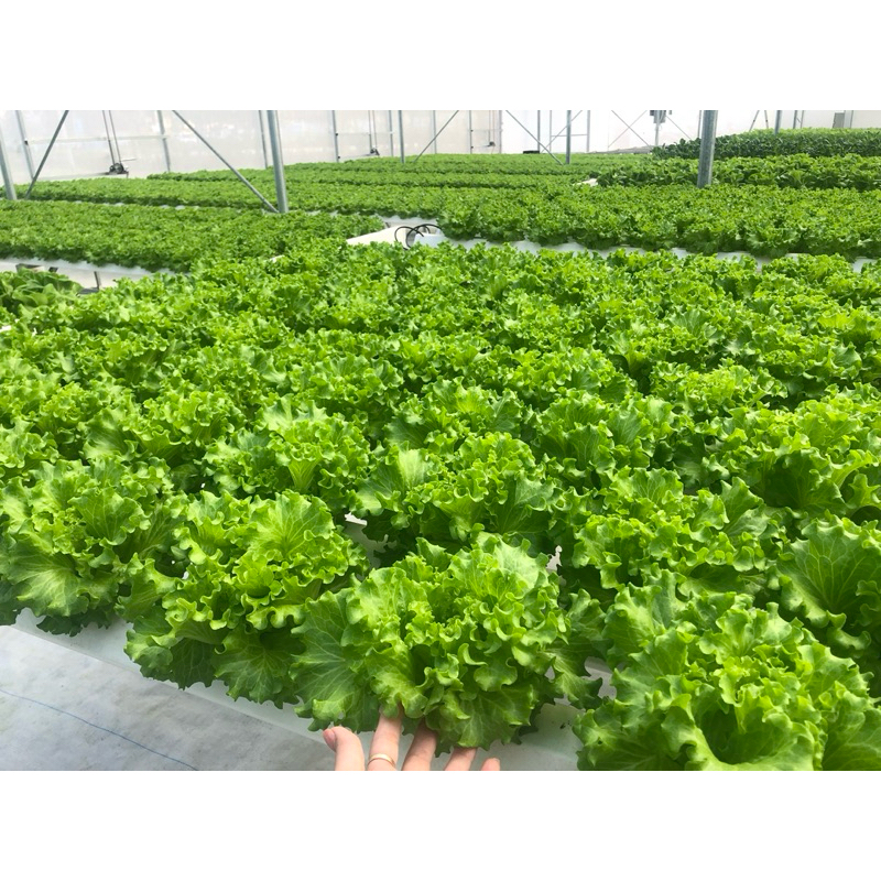 Combo Hạt xà lách bọc men Hà Lan