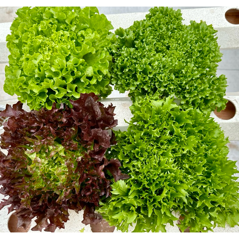 Combo Hạt xà lách bọc men Hà Lan