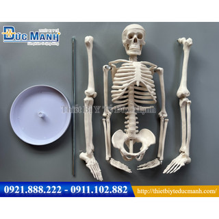 Mô hình xương người 85cm