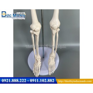 Mô hình xương người 85cm