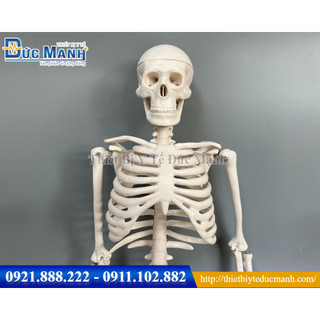Mô hình xương người 85cm