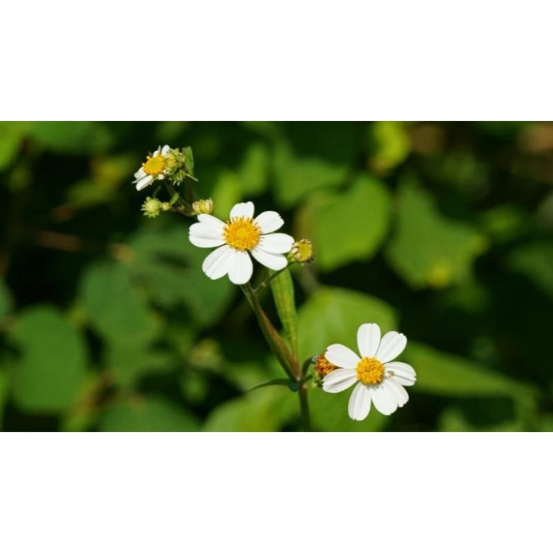 Cây xuyến chi /cúc dại tươi