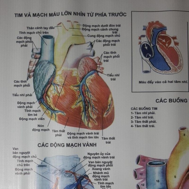 Tranh Giải Phẫu Tim