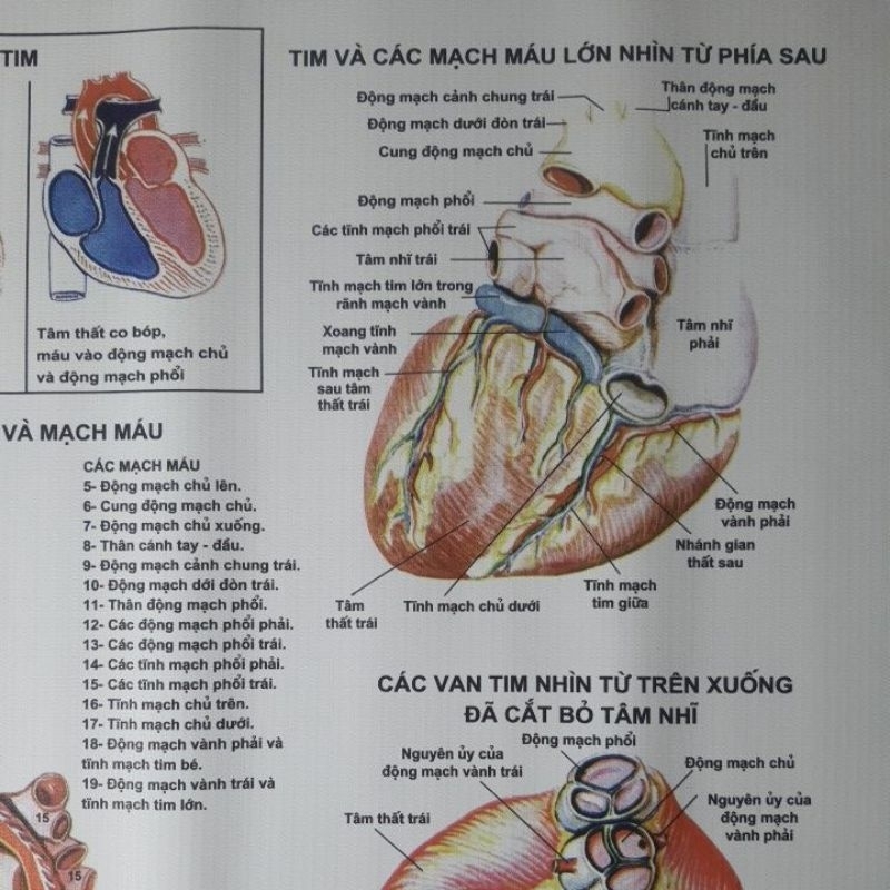Tranh Giải Phẫu Tim