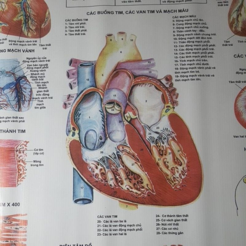 Tranh Giải Phẫu Tim