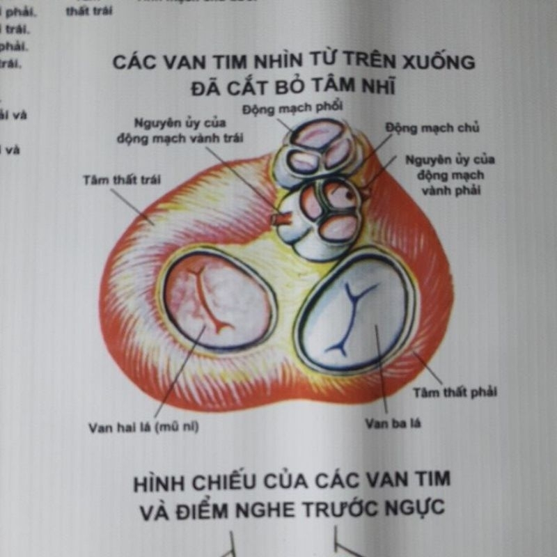 Tranh Giải Phẫu Tim