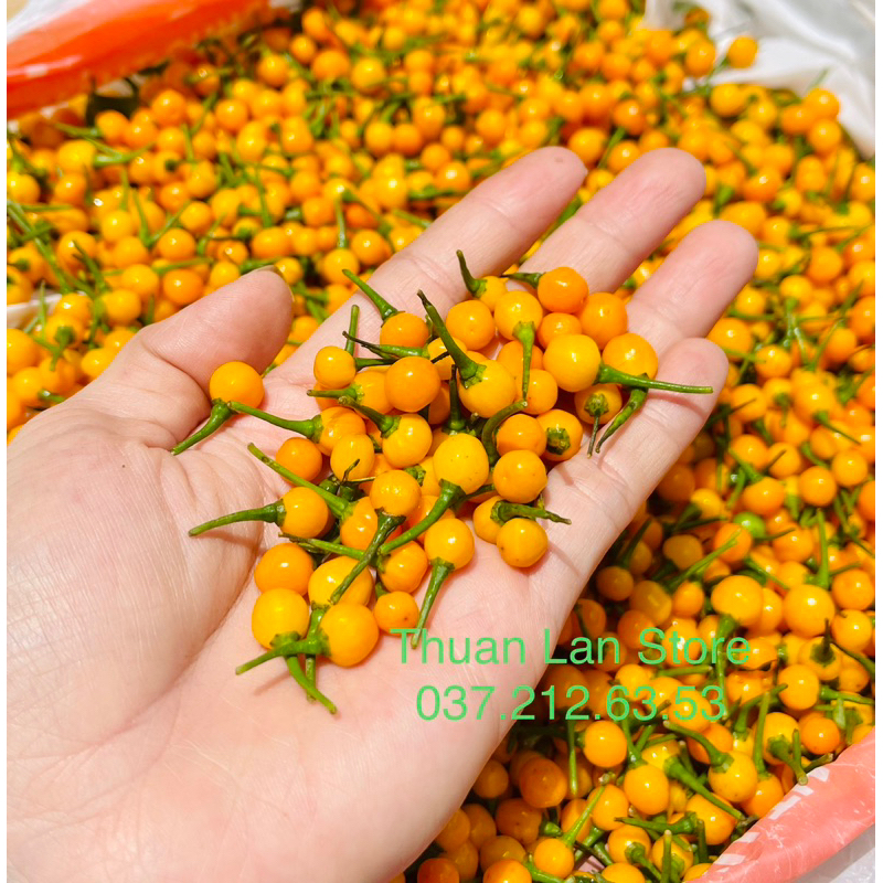 Set 20trái Ớt Peru Aji Charapita Đắt Đỏ Nhất Thế Giới