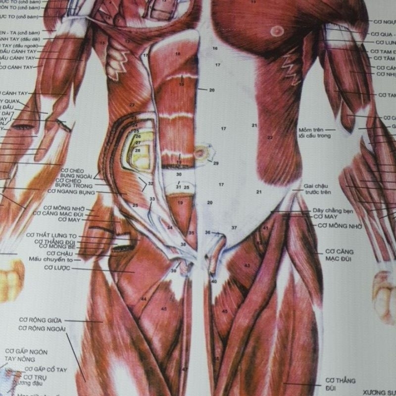 Tranh giải phẫu hệ cơ 70×90cm