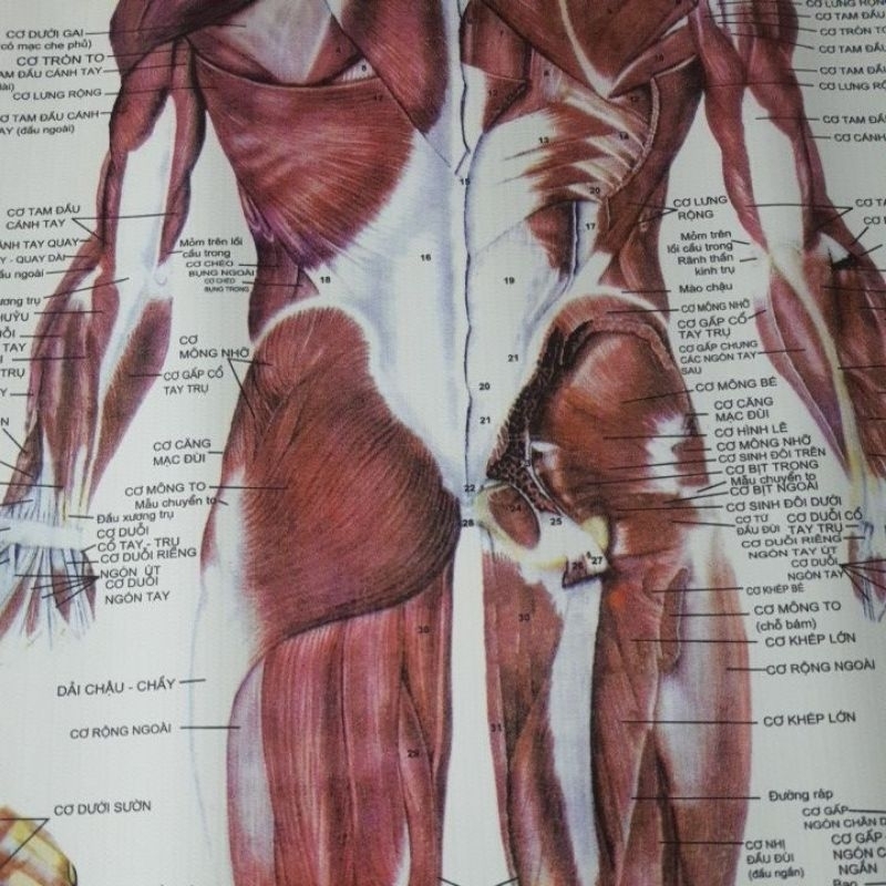 Tranh giải phẫu hệ cơ 70×90cm