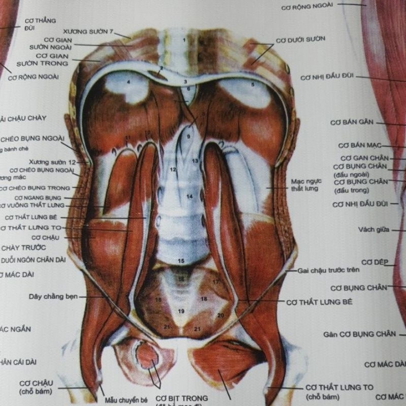 Tranh giải phẫu hệ cơ 70×90cm