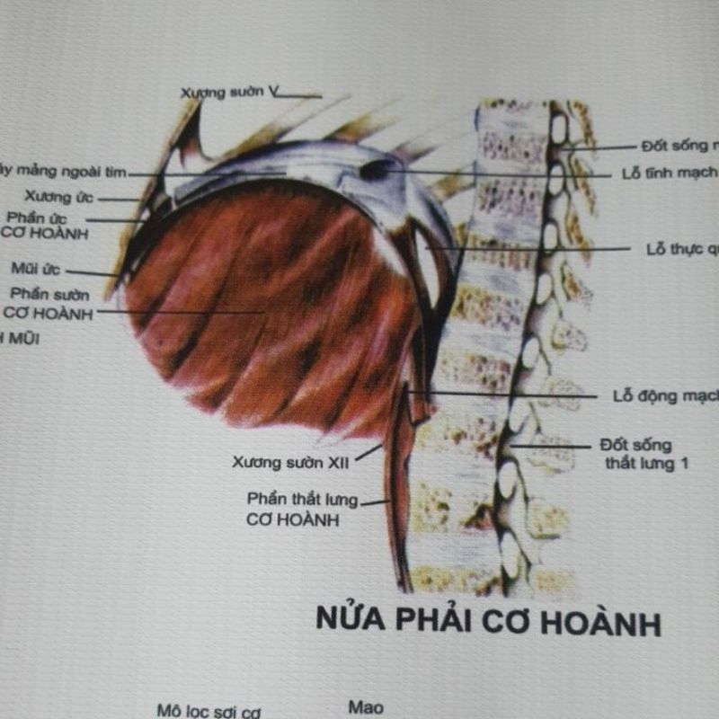 Tranh giải phẫu hệ cơ 70×90cm