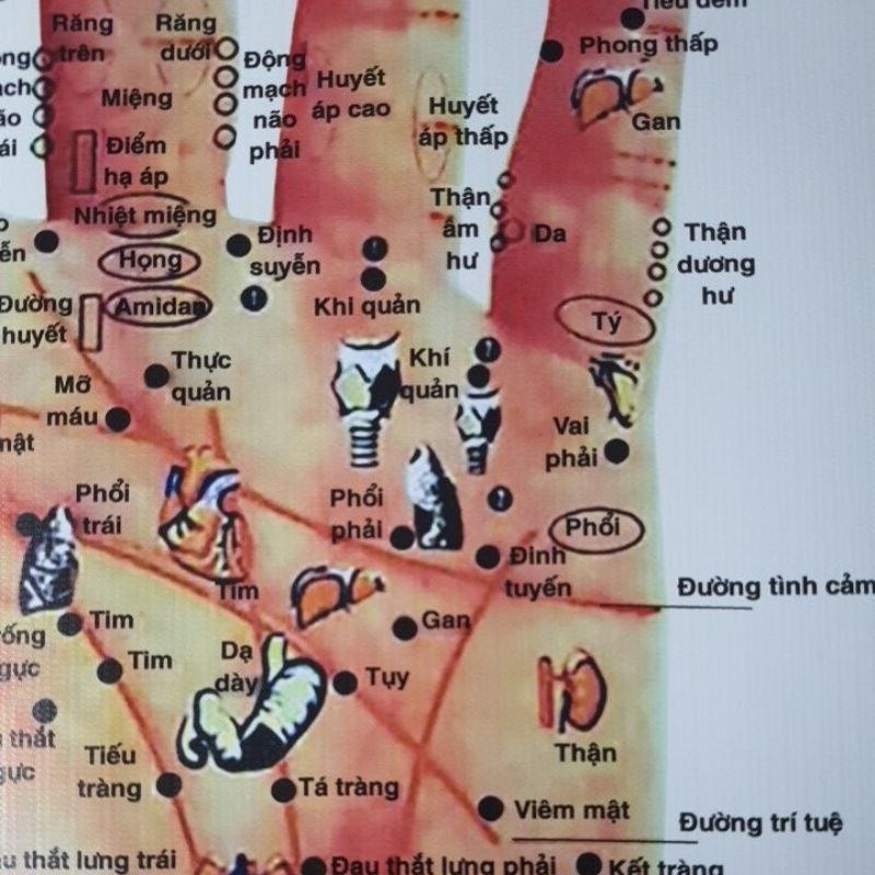 Tranh huyệt vị bàn tay 55×75cm