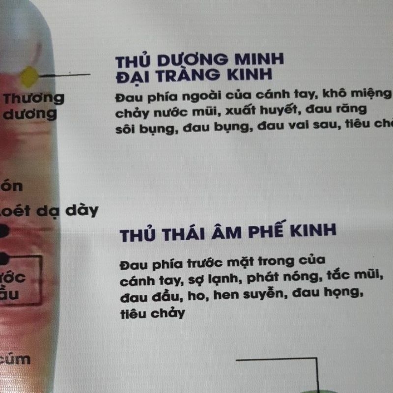 Tranh huyệt vị mu bàn tay 70×90cm