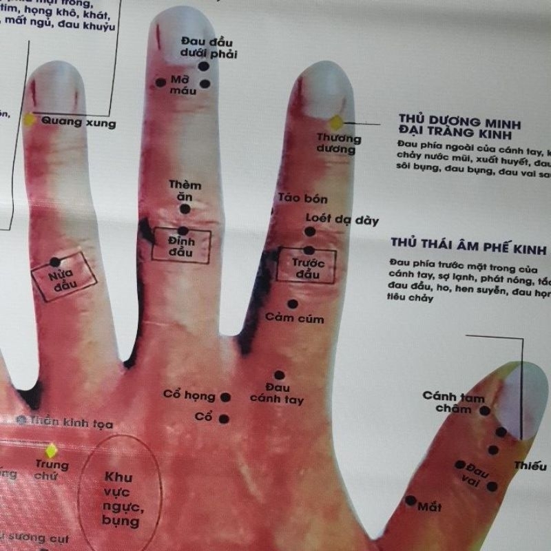 Tranh huyệt vị mu bàn tay 70×90cm