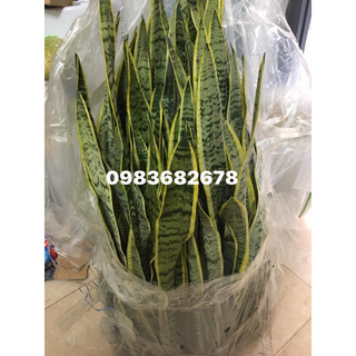 Chậu 3 cây lưỡi hổ