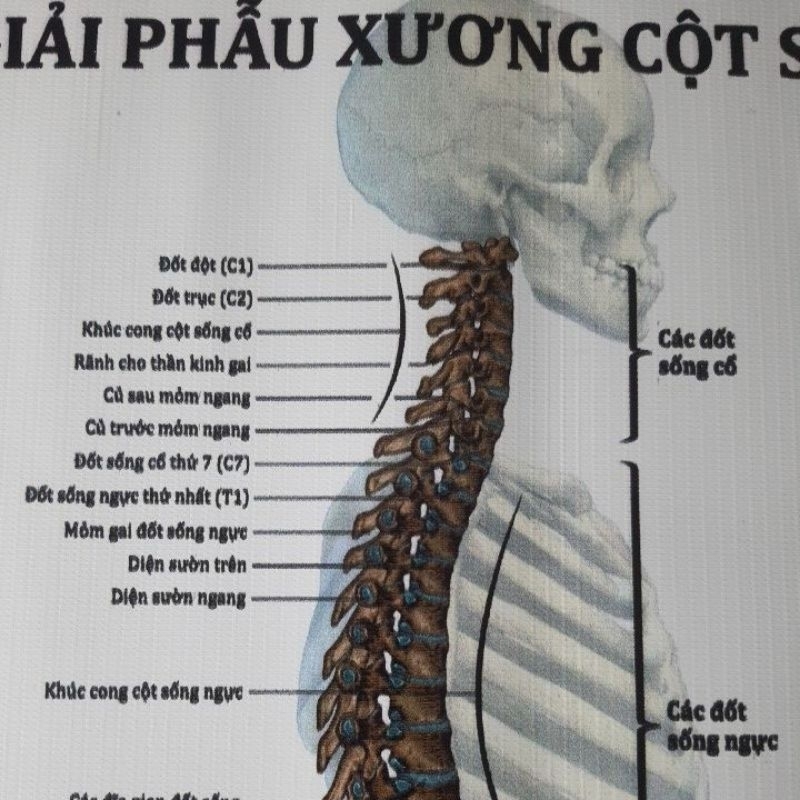 Tranh giải phẫu xương cột sống 55×75cm