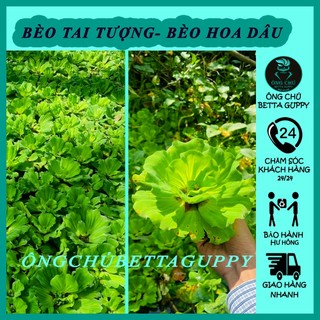 Bèo tai tượng - Bèo hoa dâu - giá sỉ