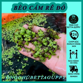 Bèo cám rễ đỏ - 1 phần 50 cây
