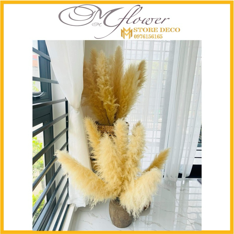 Bông cỏ lau xù hàng , hoa cỏ lau trang trí nhà cửa , deco chụp ảnh siêu hot