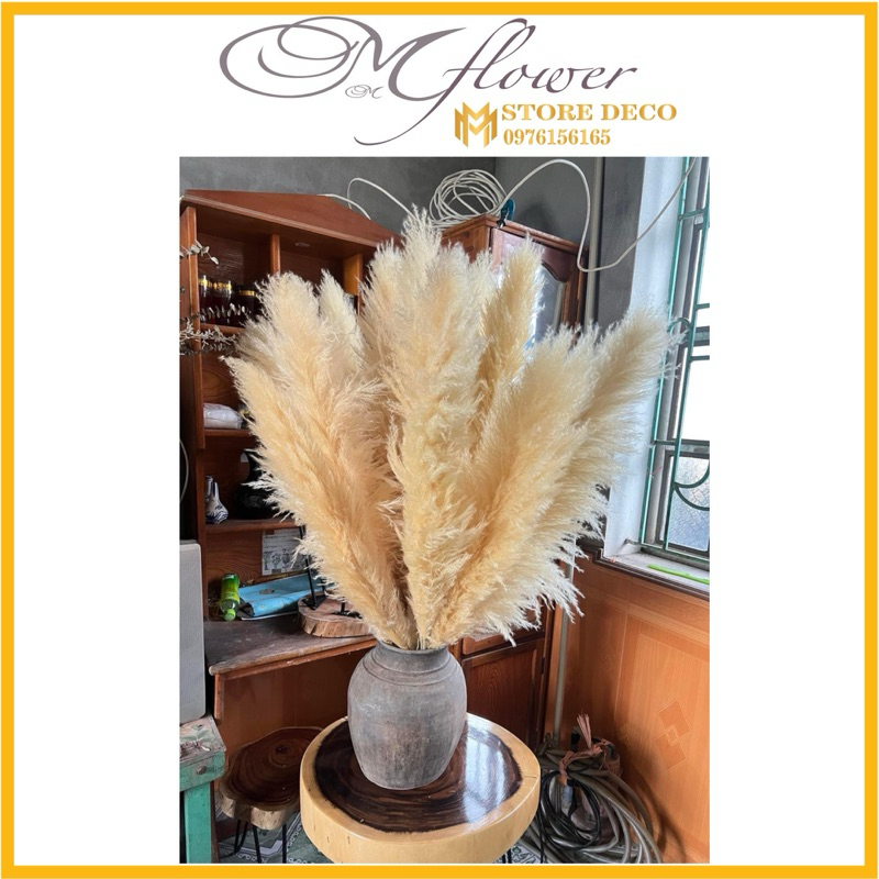 Bông cỏ lau xù hàng , hoa cỏ lau trang trí nhà cửa , deco chụp ảnh siêu hot