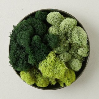 Reindeer Moss rêu tuần lộc dùng trang trí handmade cao cấp siêu đẹp