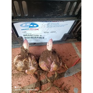 combo 100 củ hoa ly cao thơm