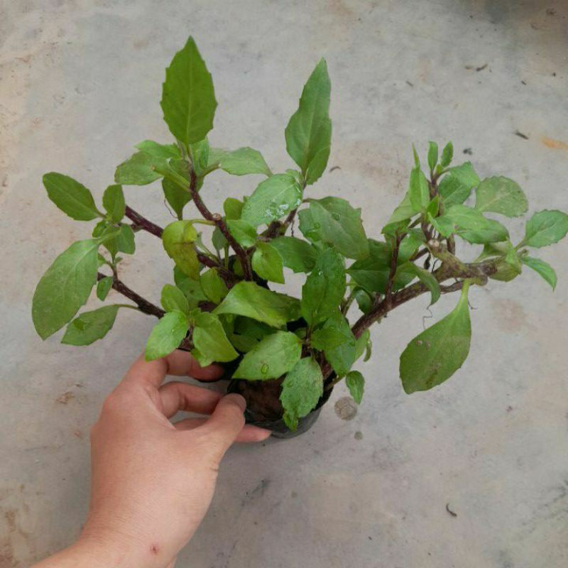 Cây rau bầu đất, hàng mới đã hoàn thiện chất lượng hơn trước
