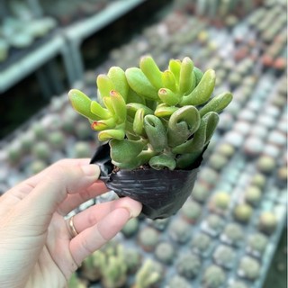 Sen đá ống điếu size 5-7cm - bao hư hỏng
