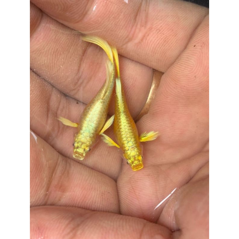 Full gold gen thủy sinh trang trí