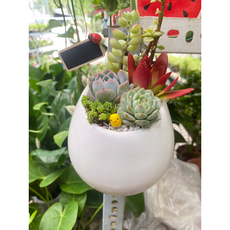 Tiểu cảnh sen đá mix chậu treo tường xinh xắn, đáng yêu thích hợp trang trí nhà cửa làm quà tặng sinh nhật