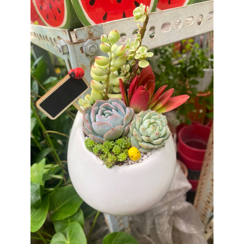 Tiểu cảnh sen đá mix chậu treo tường xinh xắn, đáng yêu thích hợp trang trí nhà cửa làm quà tặng sinh nhật