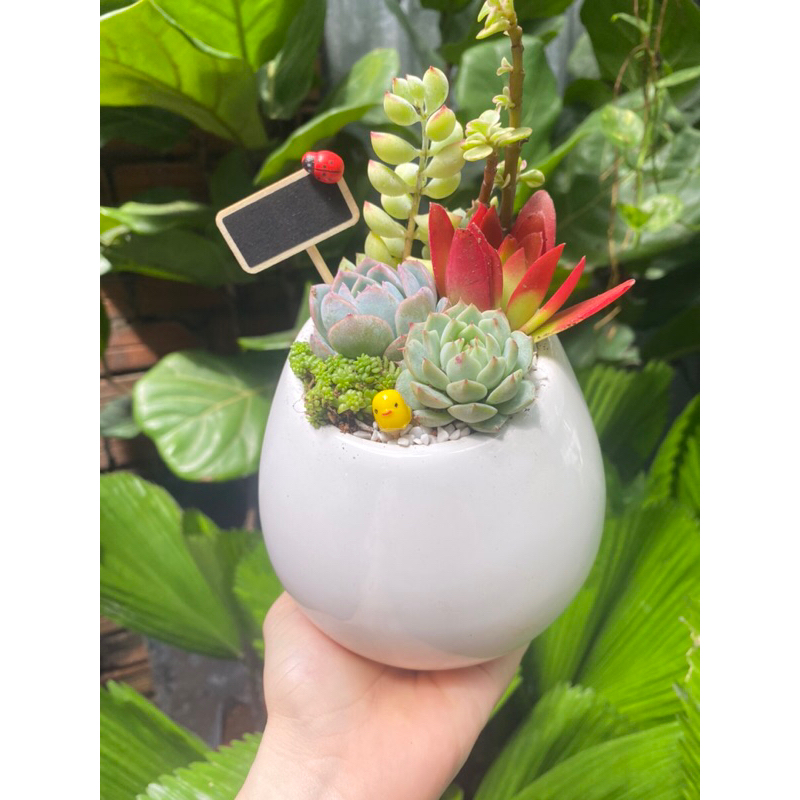 Tiểu cảnh sen đá mix chậu treo tường xinh xắn, đáng yêu thích hợp trang trí nhà cửa làm quà tặng sinh nhật