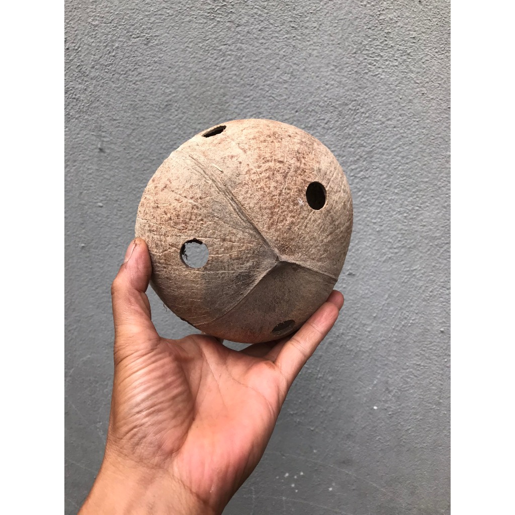 Chậu Gáo Dừa Trồng Hoa Lan