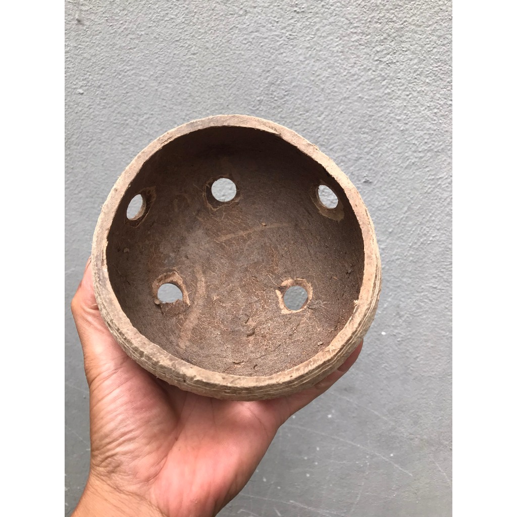 Chậu Gáo Dừa Trồng Hoa Lan