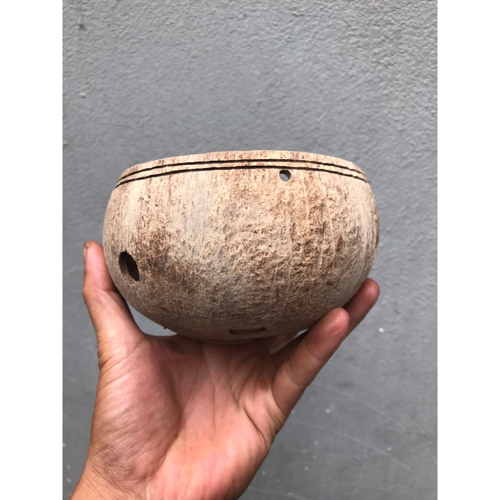 Chậu Gáo Dừa Trồng Hoa Lan