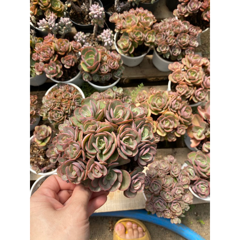 Cây sen đá suyon bèo tím suyon bụi chung gốc size 9cm_🌱hàng đà lạt có sẵn lựa thoải mái
