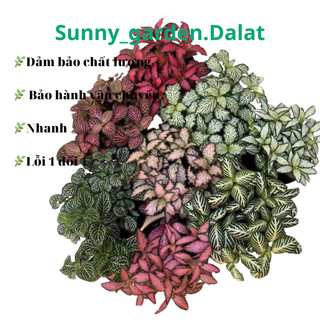Chậu mềm Fittonia - Cẩm nhung, lá may mắn