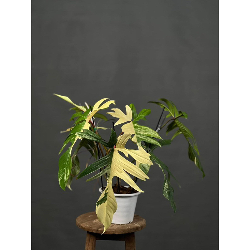 Cây Trầu Bà Cánh Én Nhiều Màu