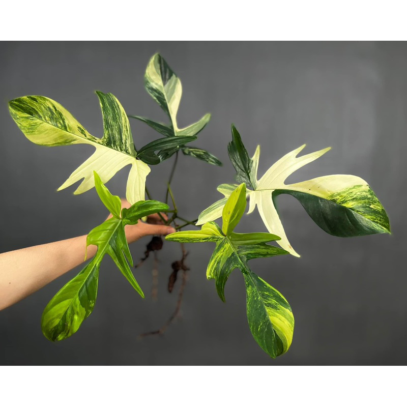 Cây Trầu Bà Cánh Én Nhiều Màu