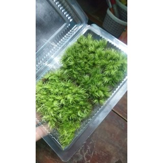 Hộp Rêu cỏ mây làm terrarium