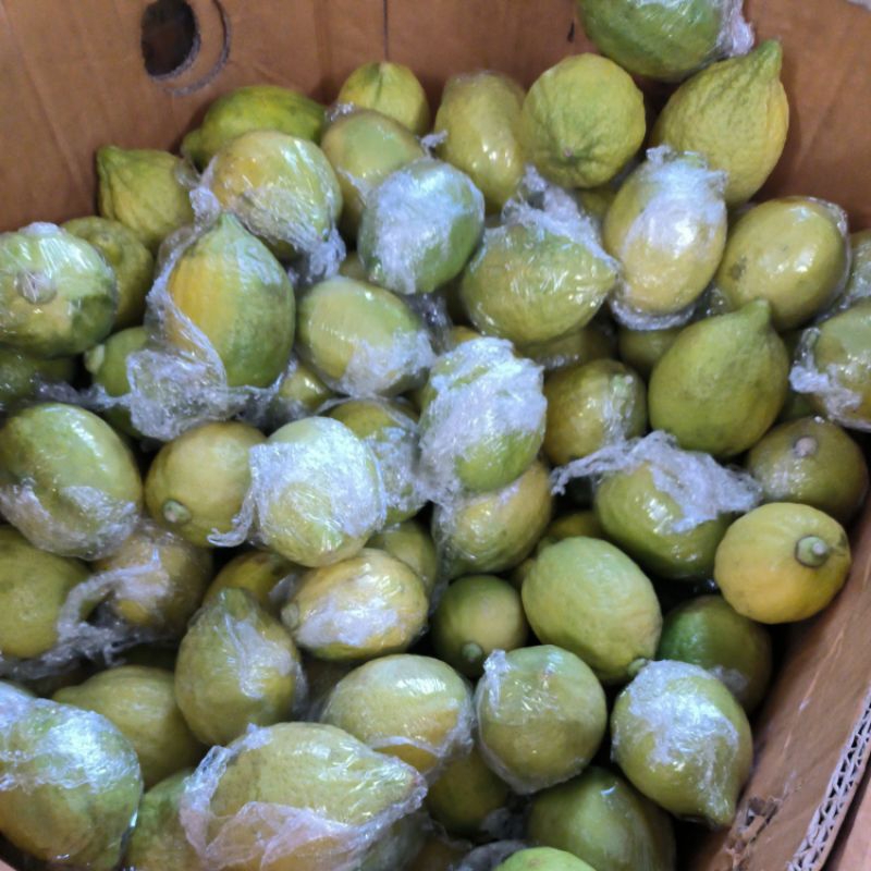 Chanh Quảng Đông Chín Siêu Rẻ - NGON - giao Hoả Tốc