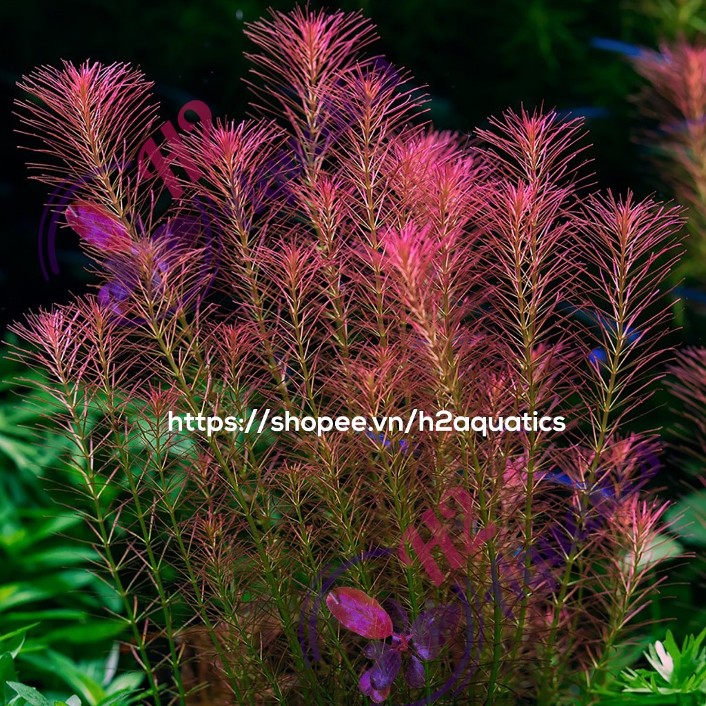 Cây thủy sinh Rotala Wallichii - Cây thủy sinh lá nước - H2 Aquatics