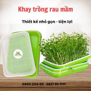 Khay trồng rau mầm bền tiện lợi (34 X 25 X 5cm) trồng không cần đất, thoáng khí (Vườn Sài Gòn)