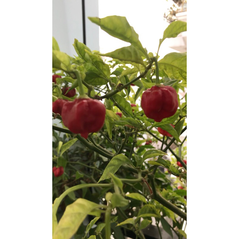 Ớt Hơi thở của rồng  - Cay nhất thế giới