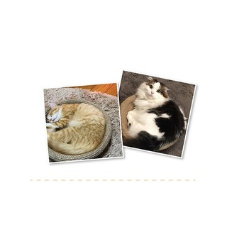 Nôi dây thừng mèo cào Cattyman