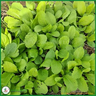 Hạt giống cải bẹ xanh vàng tn 32 - 20g