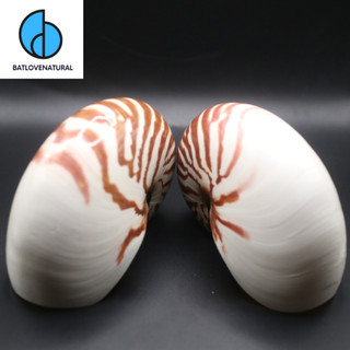 Vỏ ốc Anh Vũ - Vỏ ốc trang trí nhiều kích thước - Vỏ ốc đẹp